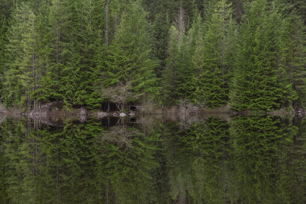 Tranquil Forest Reflections by Lynann Colligan — canvas wall art