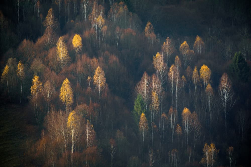 Golden Birch Forest by Lazar Ioan Ovidiu — canvas wall art