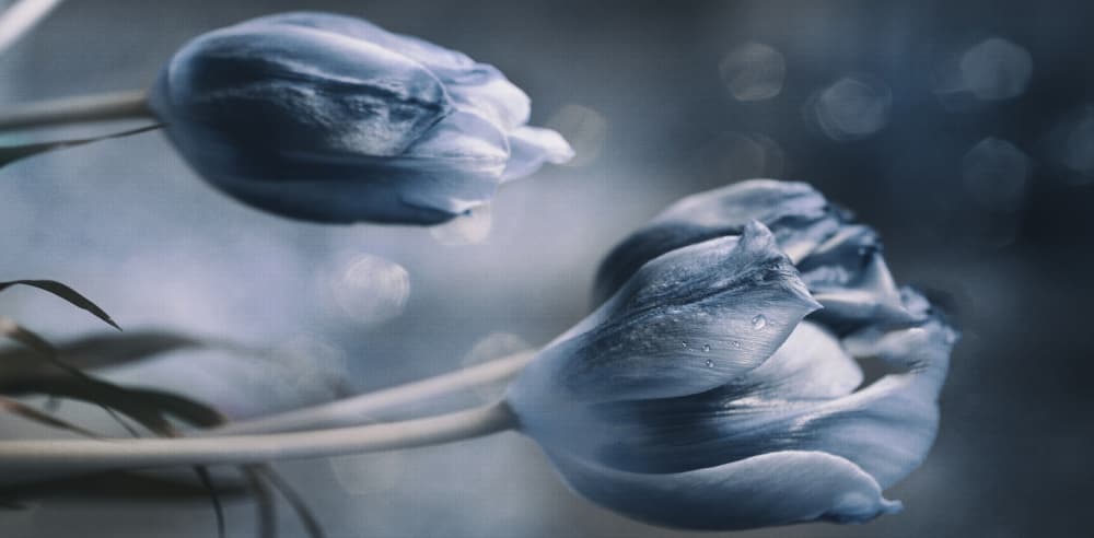 Soft Blue Tulips by Sherin.Abdou — canvas wall art