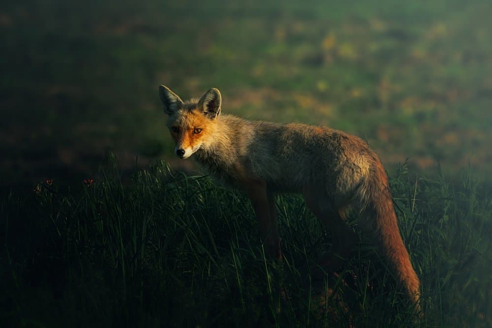 Golden Hour Fox by Sina Pezeshki — canvas wall art