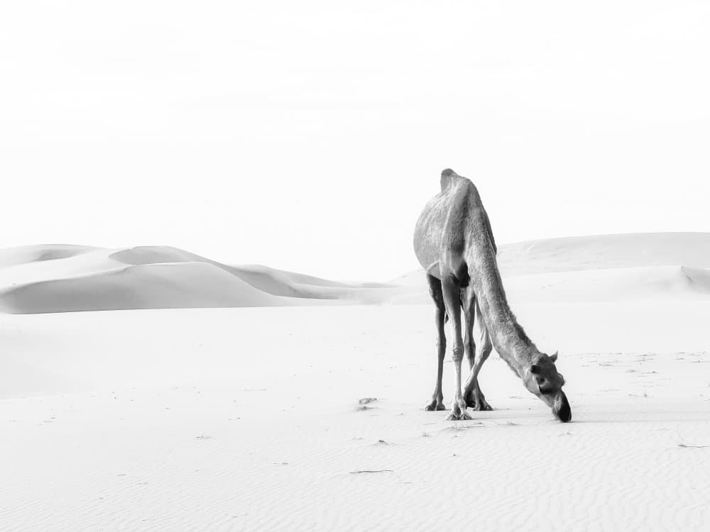 Quiet Desert Camel by Saleem G Alfidi — canvas wall art