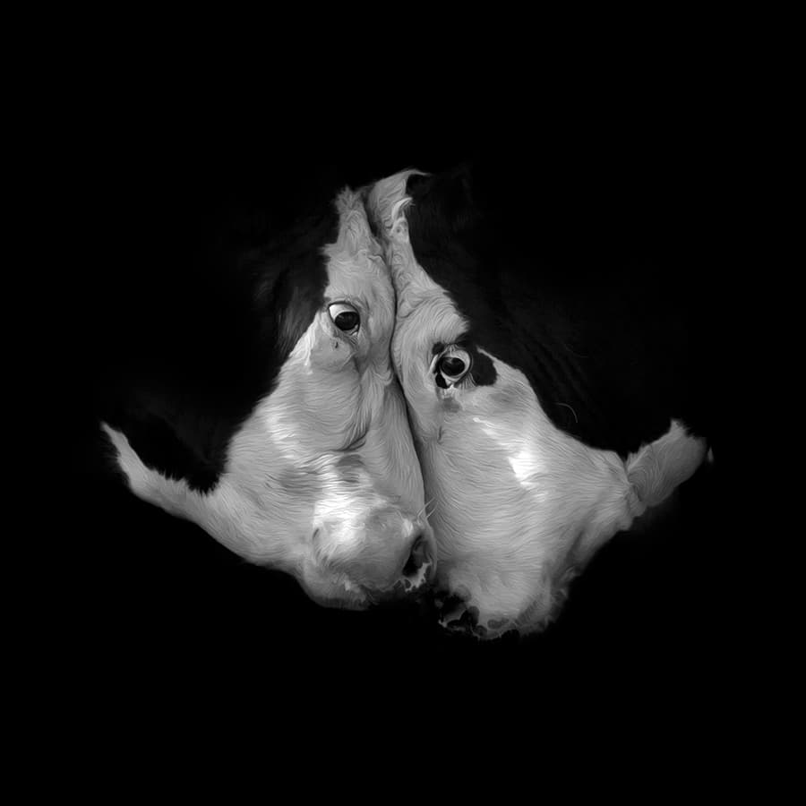 Gentle Cow Embrace by Bee Thalin — canvas wall art