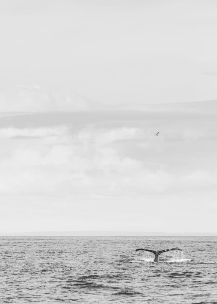 Whale Tail Dive by Lynann Colligan — canvas wall art
