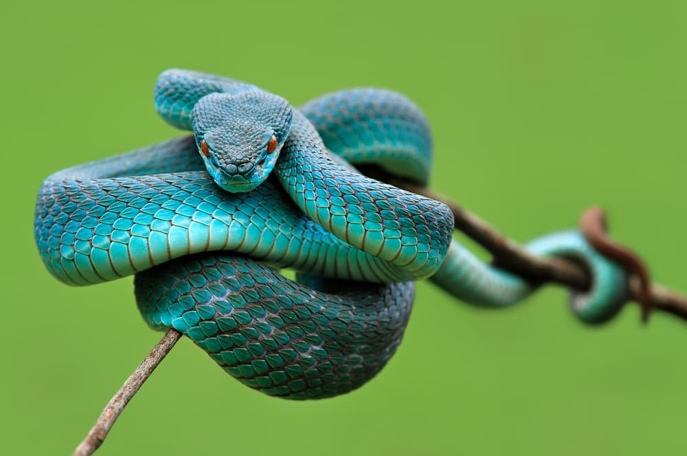 Intense Blue Viper by Edy Pamungkas — canvas wall art