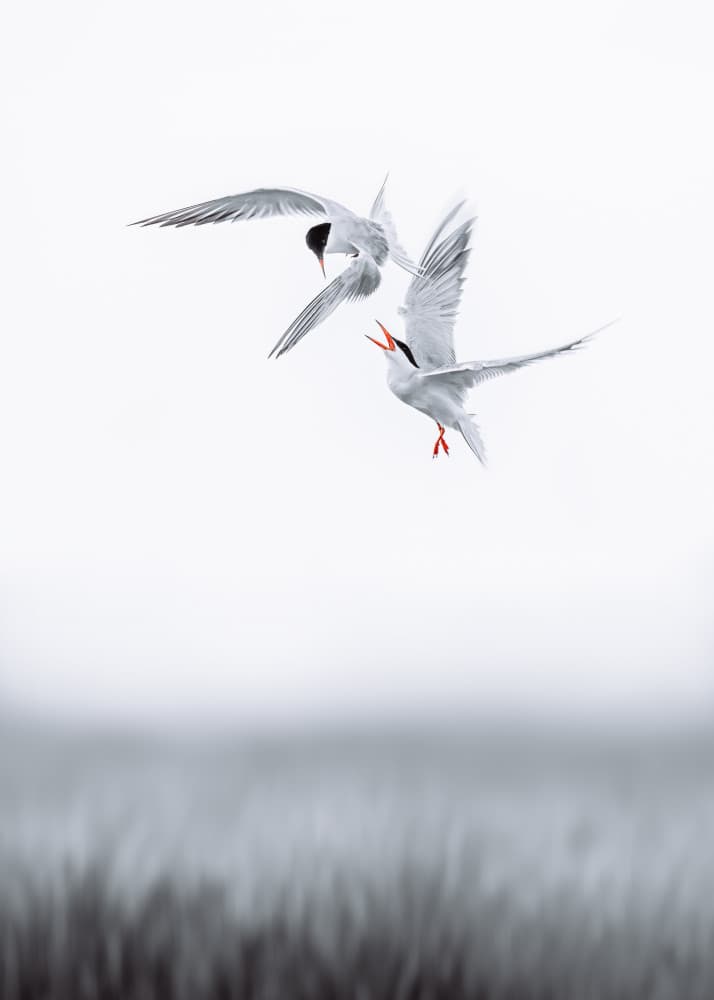 Conflict in the air II by Wei Xu — canvas wall art