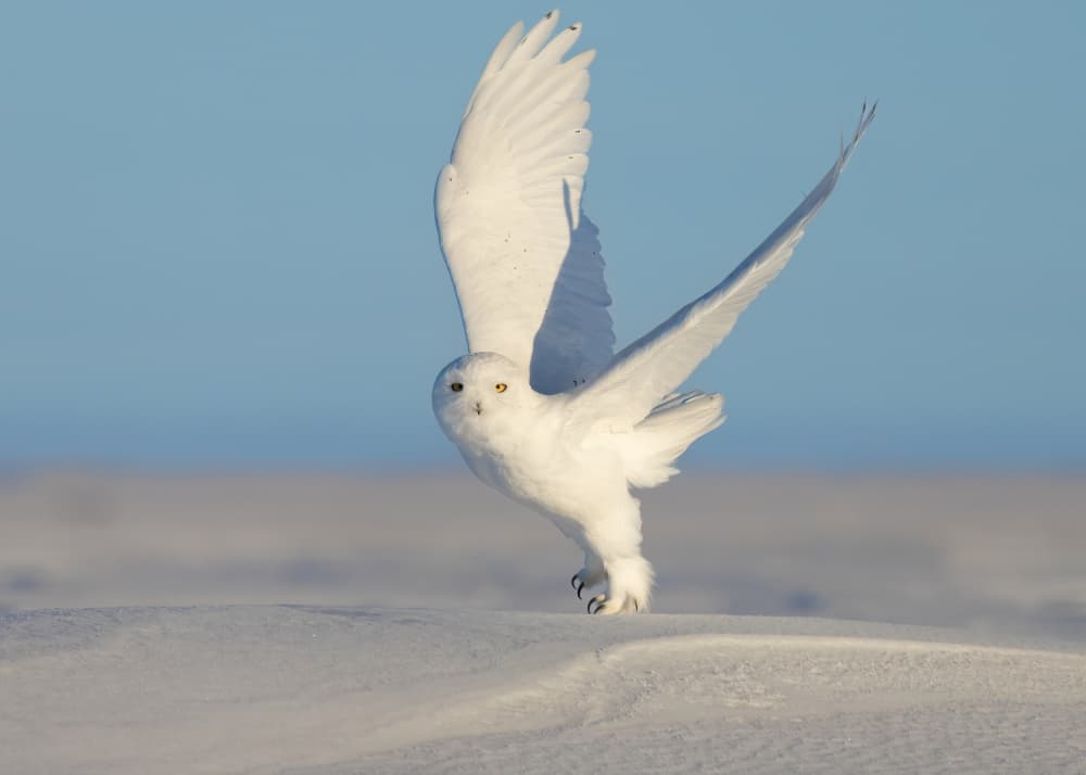 Snowy Owl Landing by Tony Xu — canvas wall art