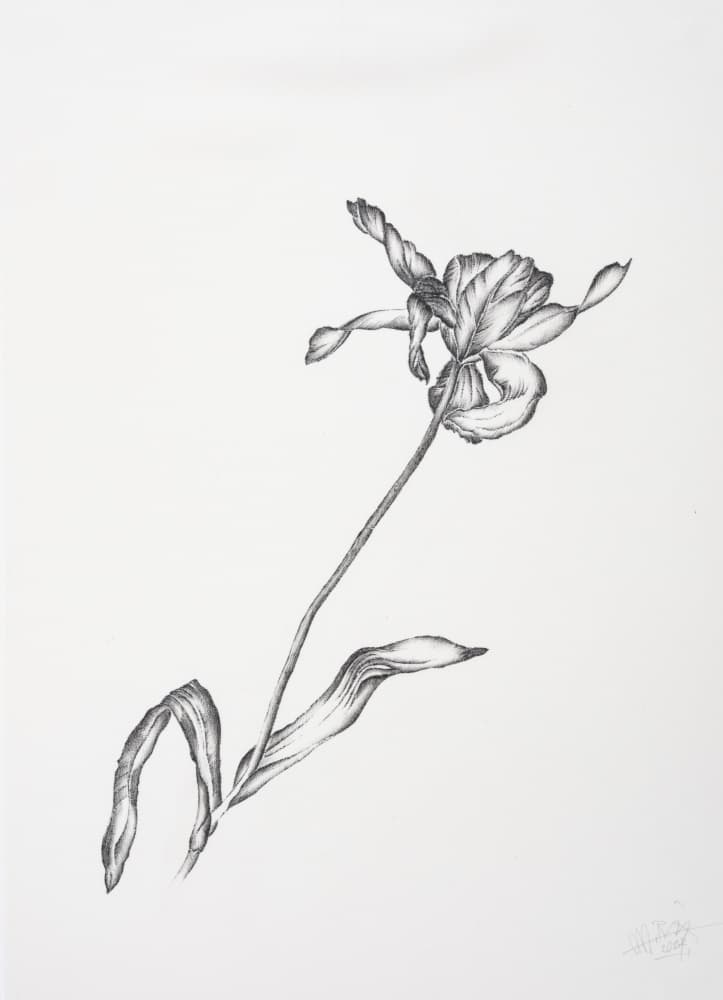Delicate Flower Drawing by Mette Rix — canvas wall art