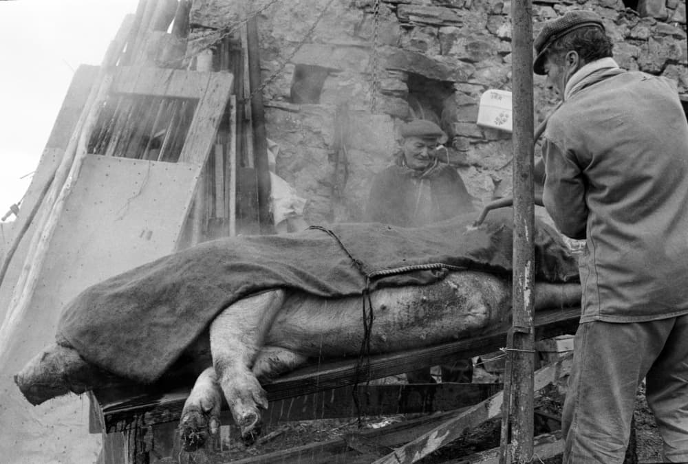 Traditional Pig Processing by Vito Guarino — canvas wall art