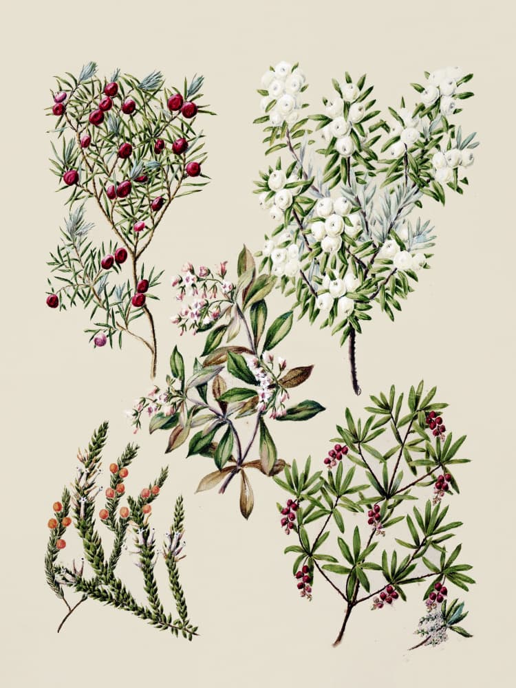 Antique Flowers Drawn By Sarah Featon (1848–1927) by Sarah Featon — canvas wall art