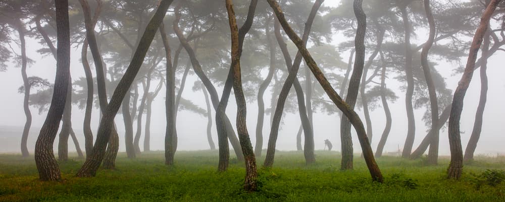 Misty Pine Forest by Shin Woo Ryu — canvas wall art