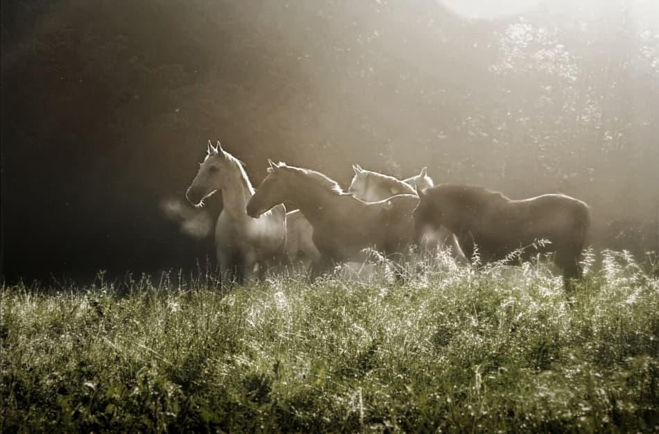 Misty Morning Horses by Milan Malovrh — canvas wall art