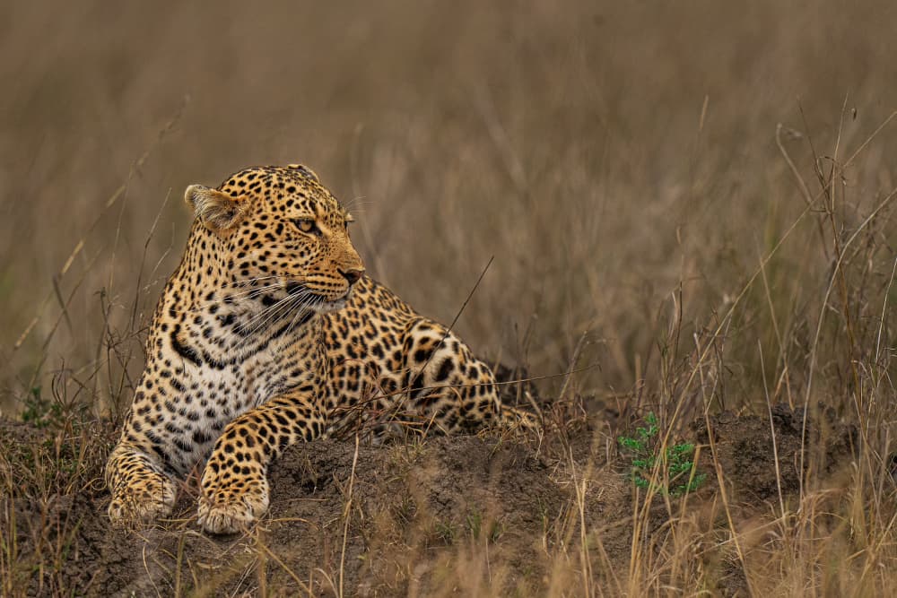 Watchful African Leopard by Yogesh Bhatia — canvas wall art