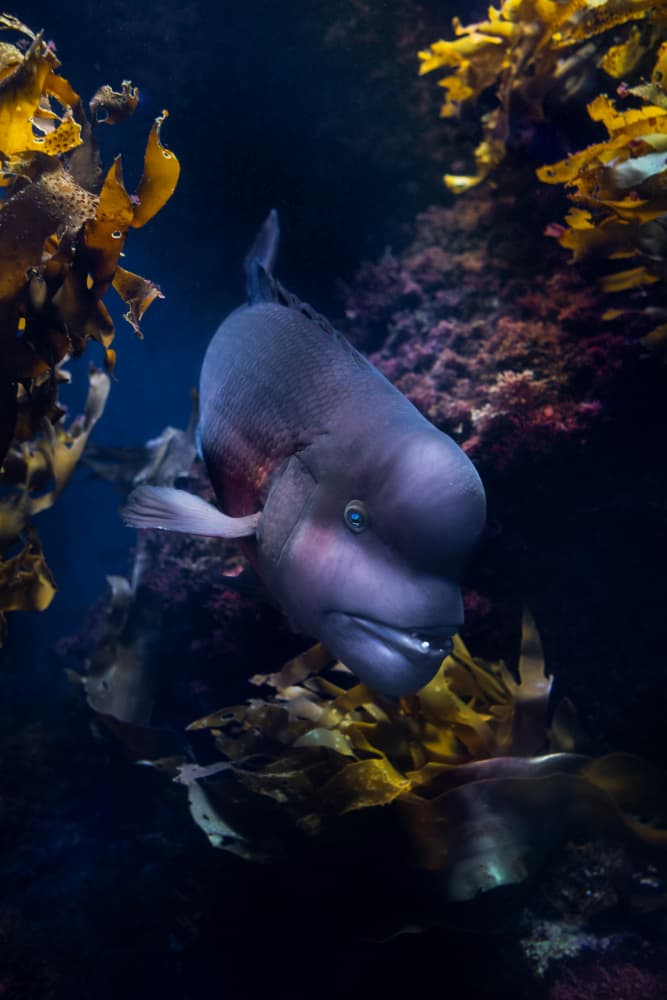 Kelp Forest Fish by Haruma Okubo — canvas wall art