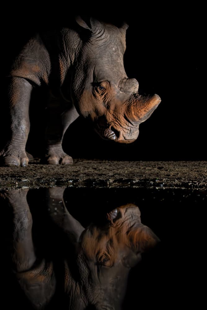 Night Rhino Reflection by Jun Zuo — canvas wall art