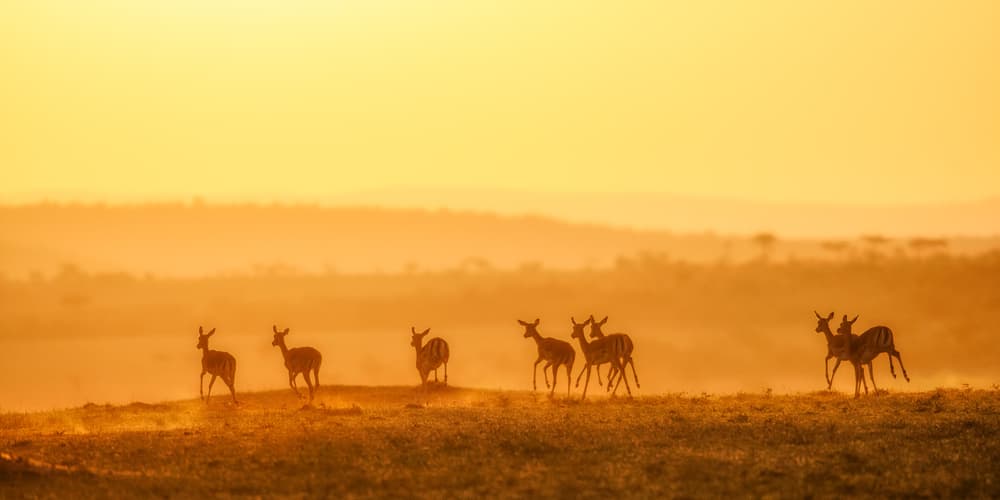 Golden Hour Impalas by John Fan — canvas wall art