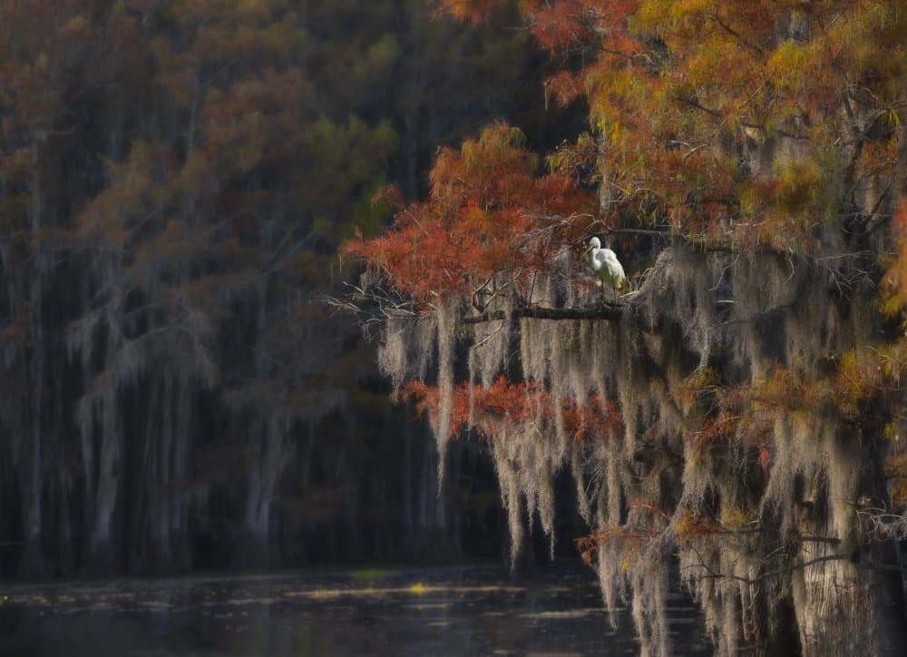 Autumn Egret Cypress Swamp by Jessie Liu — canvas wall art