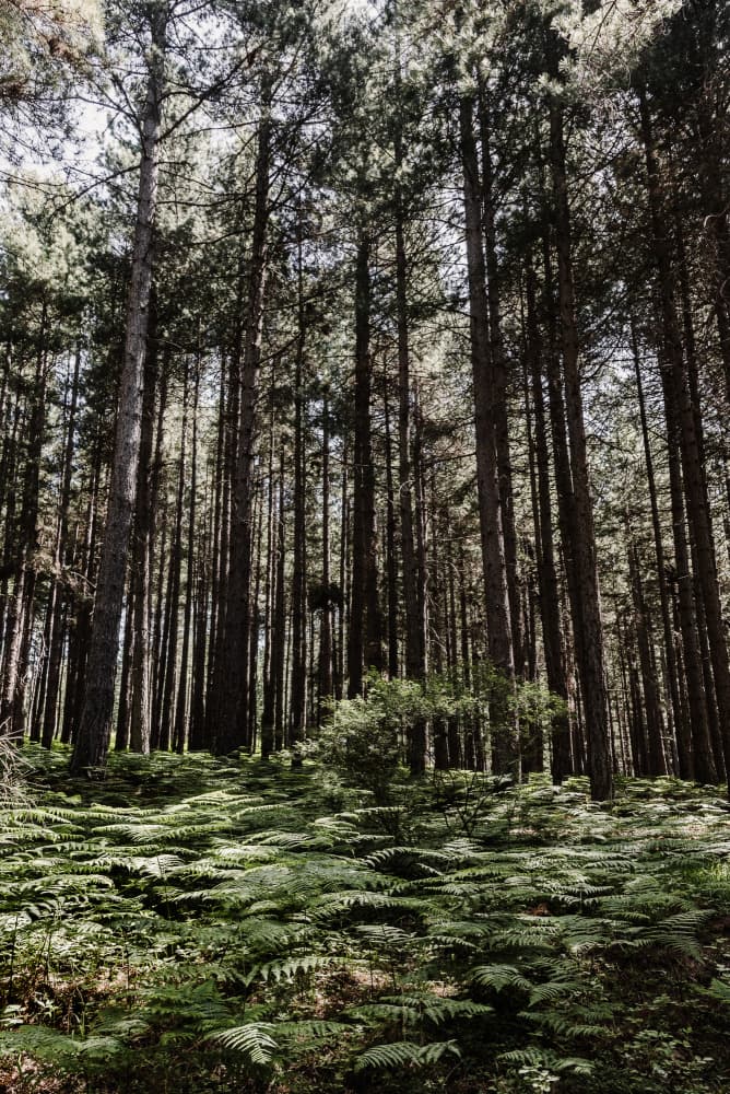 Tall Pine Forest by Photolovers — canvas wall art