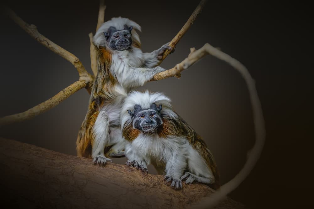 Cotton-Top Tamarin Duo by Jealousy — canvas wall art