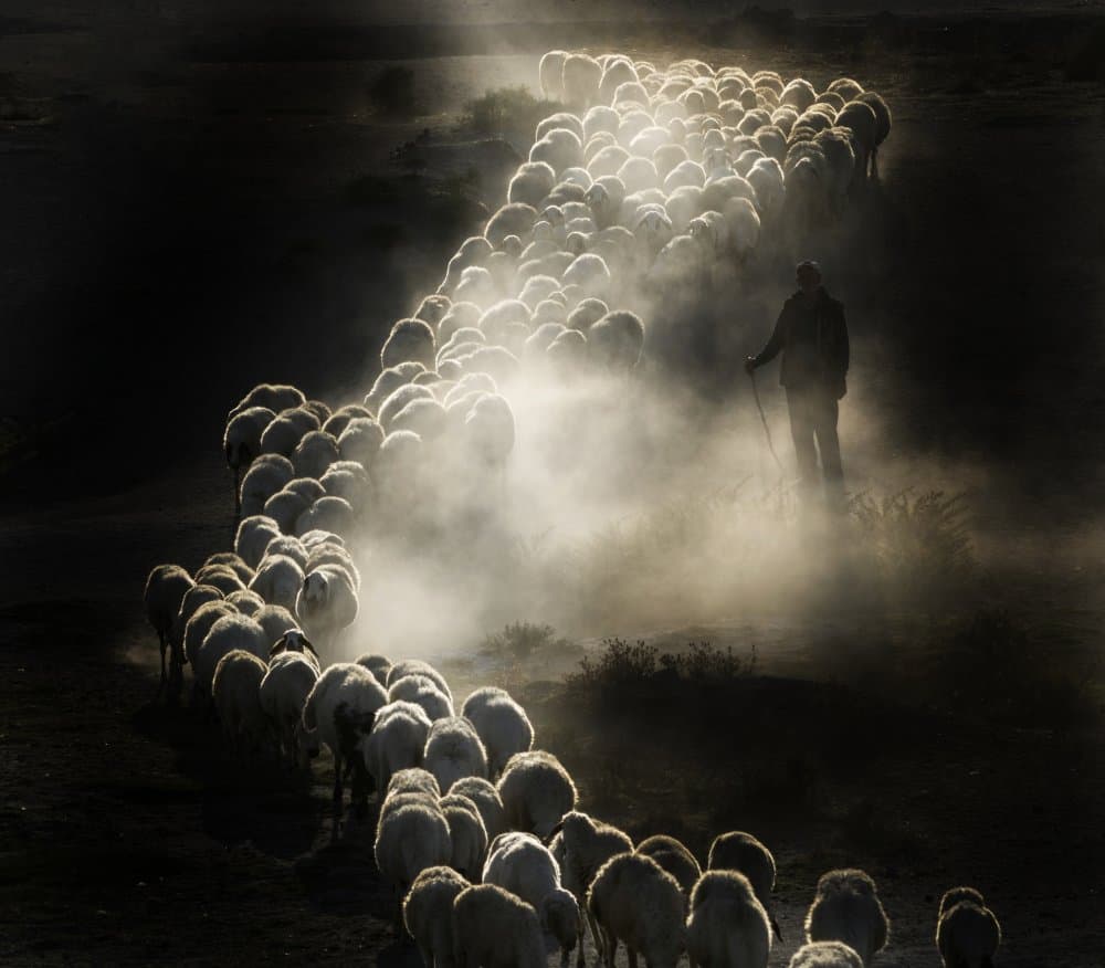 Herding Sheep at Dawn by durmusceylan — canvas wall art