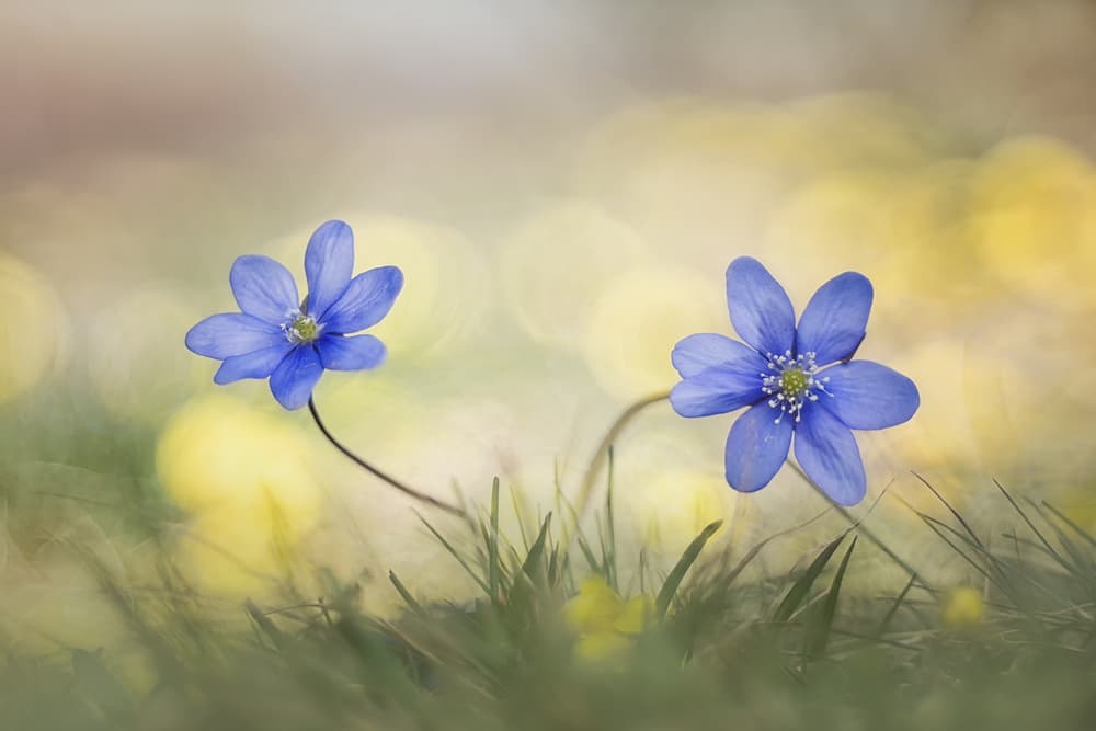 Blue Spring Blooms by Roberto Marini — canvas wall art