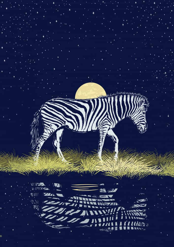 Zebra Moon Reflection by Carlo Kaminski — canvas wall art