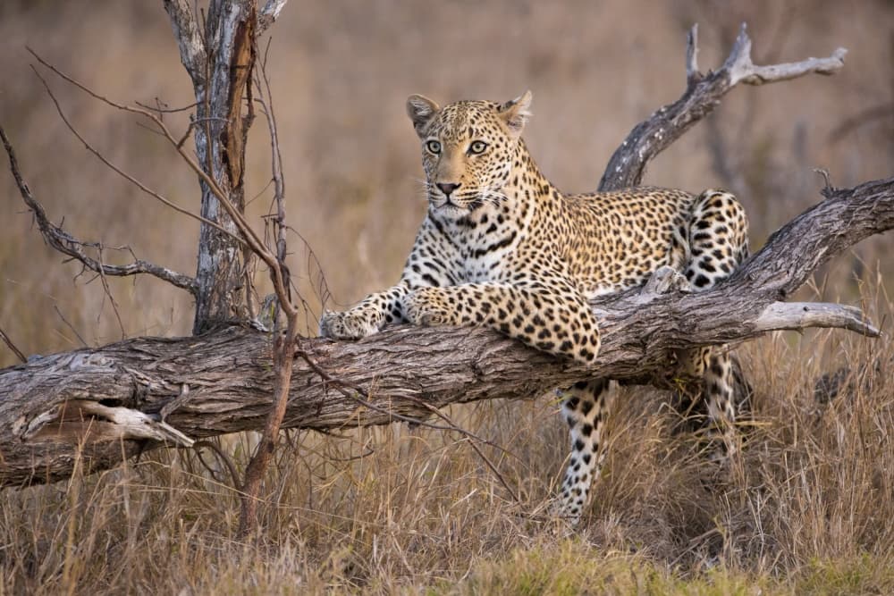 Majestic Leopard on Branch by Renee Doyle — canvas wall art