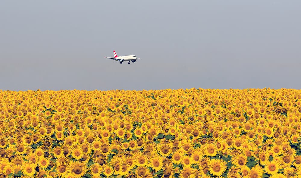 sunflowers by Zhecho Planinski — canvas wall art