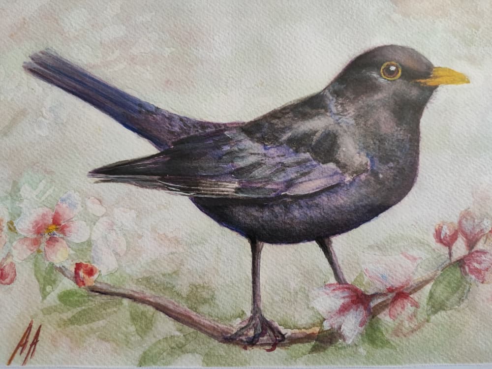 Blackbird and Cherry Blossoms by Annette Armitage — canvas wall art