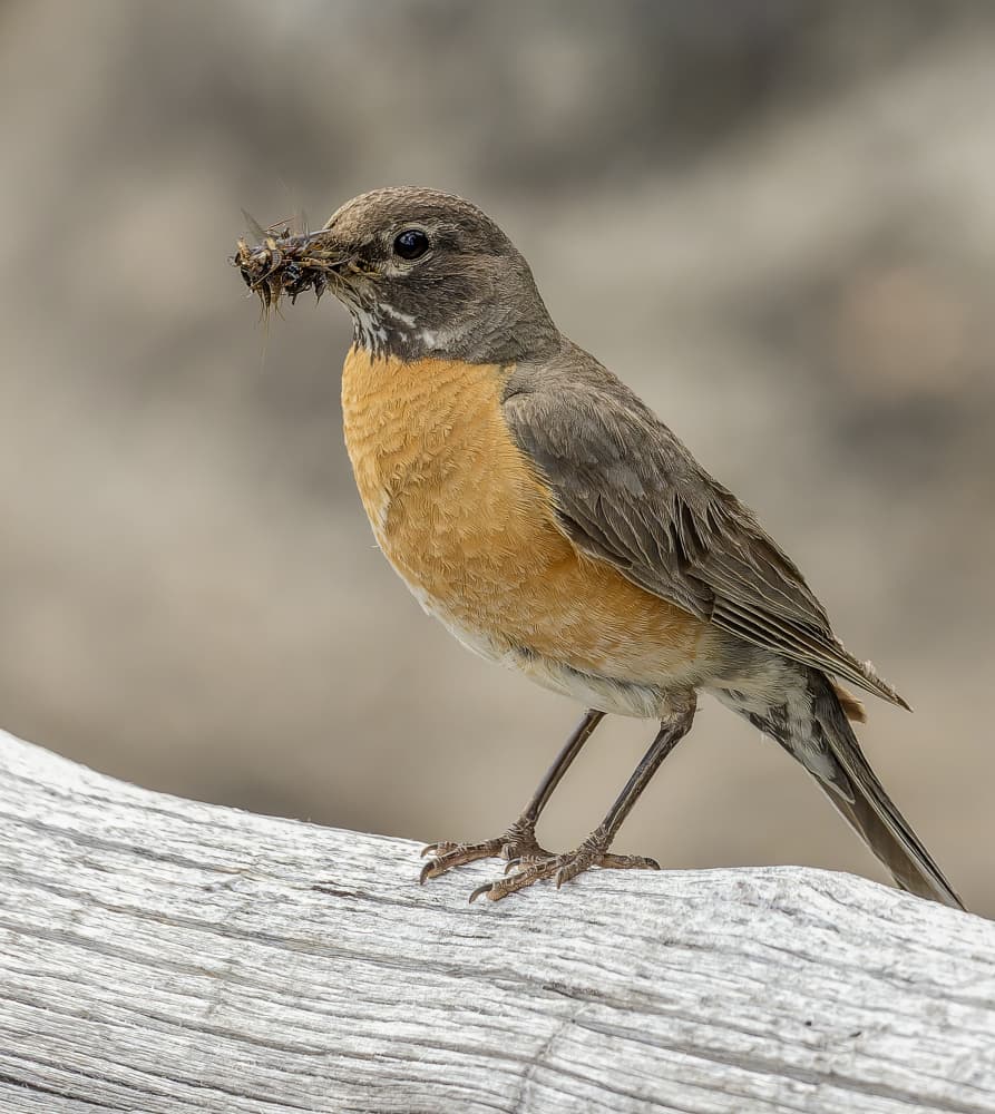 American Robin Catch by Ozan AKTAS — canvas wall art
