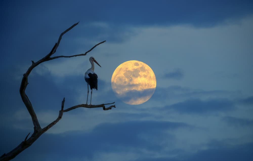 Stork Under Full Moon by אייל בר אור • Eyal Bar Or — canvas wall art