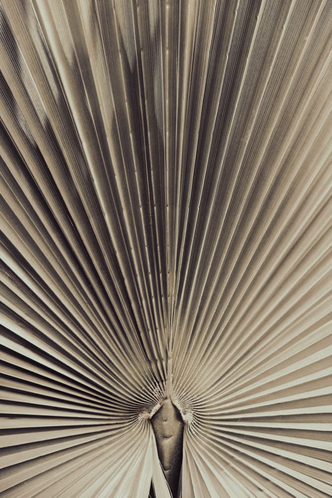 Natural Palm Leaf Pattern