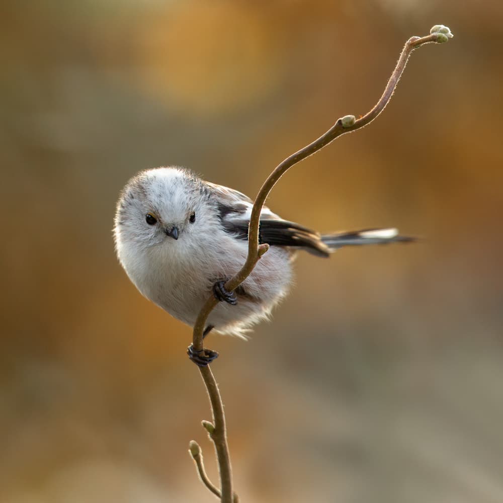 Fluffy Winter Bird by Annie Keizer — canvas wall art
