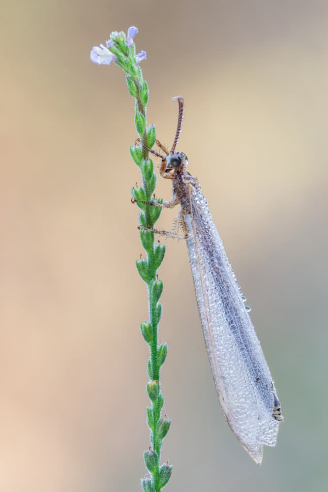 Morning Dewdrop Insect by Massimo Tamajo — canvas wall art
