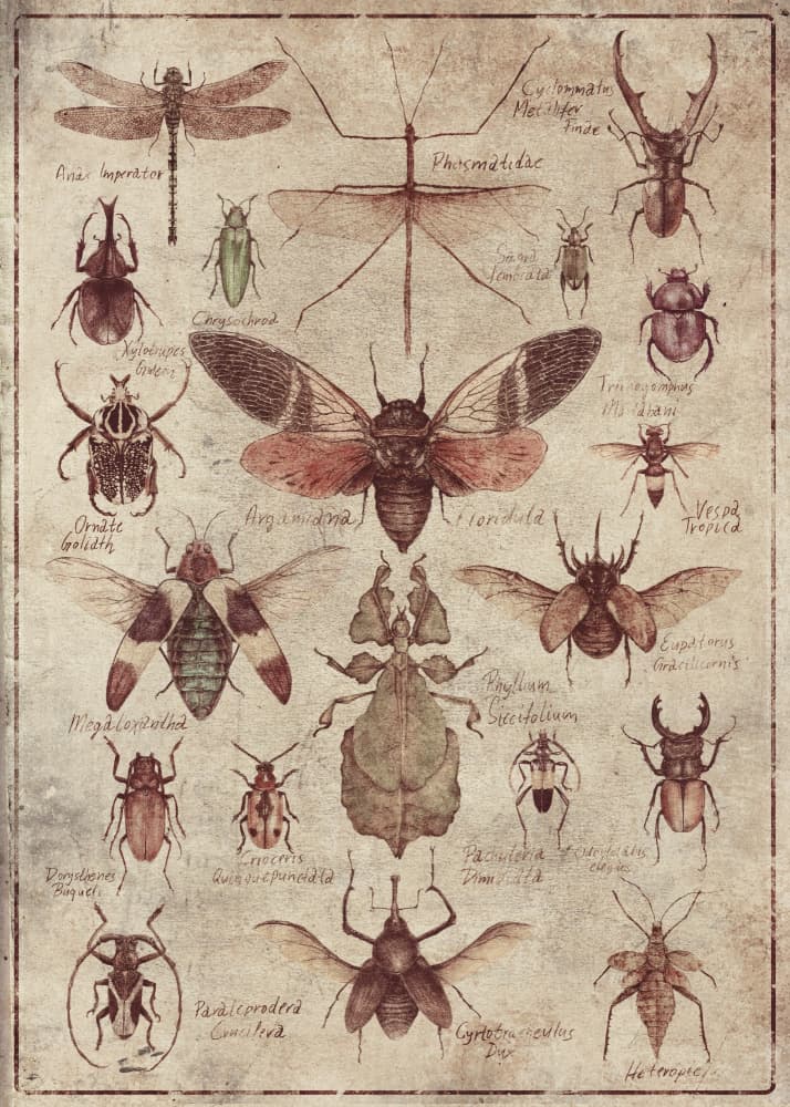 Vintage-style  Insects by Mike Koubou — canvas wall art