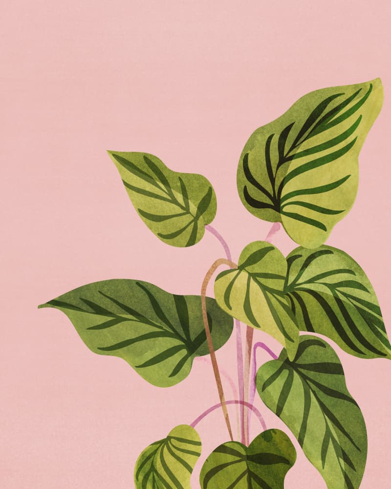 Upstart by Kristian Gallagher — canvas wall art