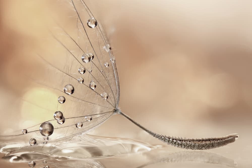 Delicate Dandelion Drops by Rina Barbieri — canvas wall art