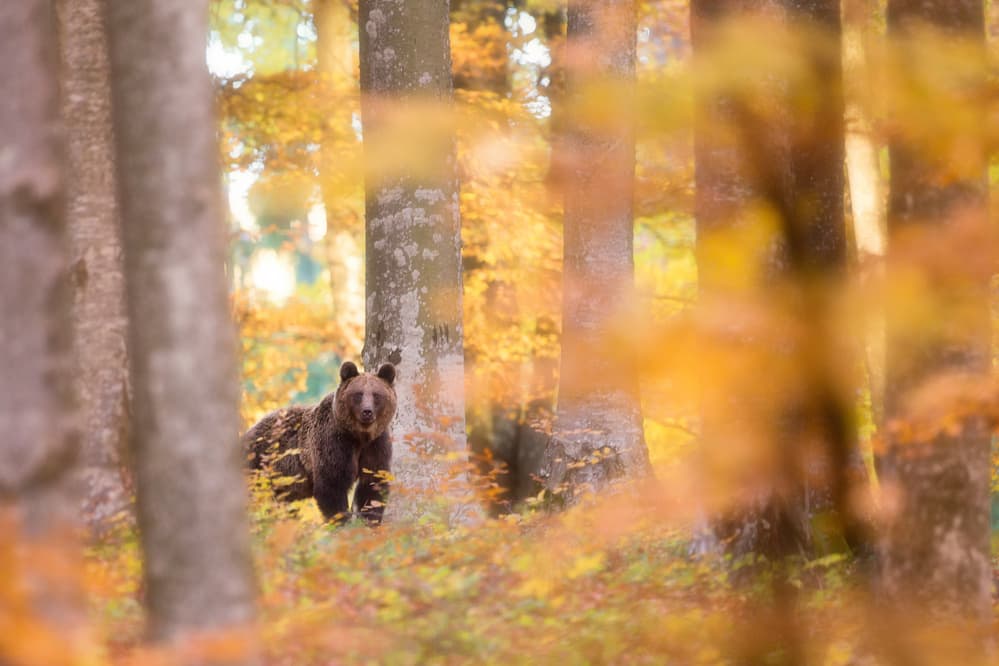 Golden Autumn Bear by Sebastian Mastahac — canvas wall art