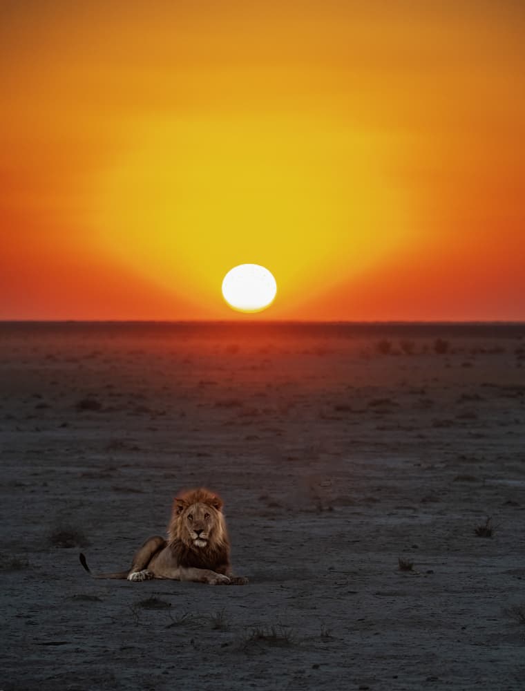 African Lion Sunset by Jie Cheng — canvas wall art