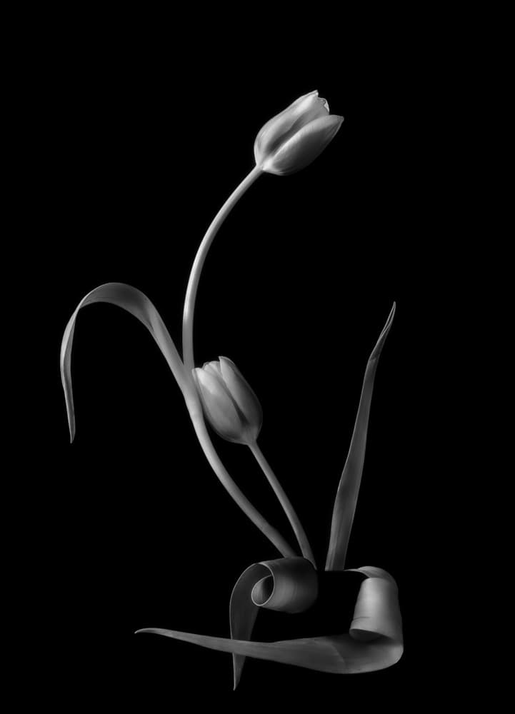 Monochrome Tulip Grace by Yanny Liu — canvas wall art