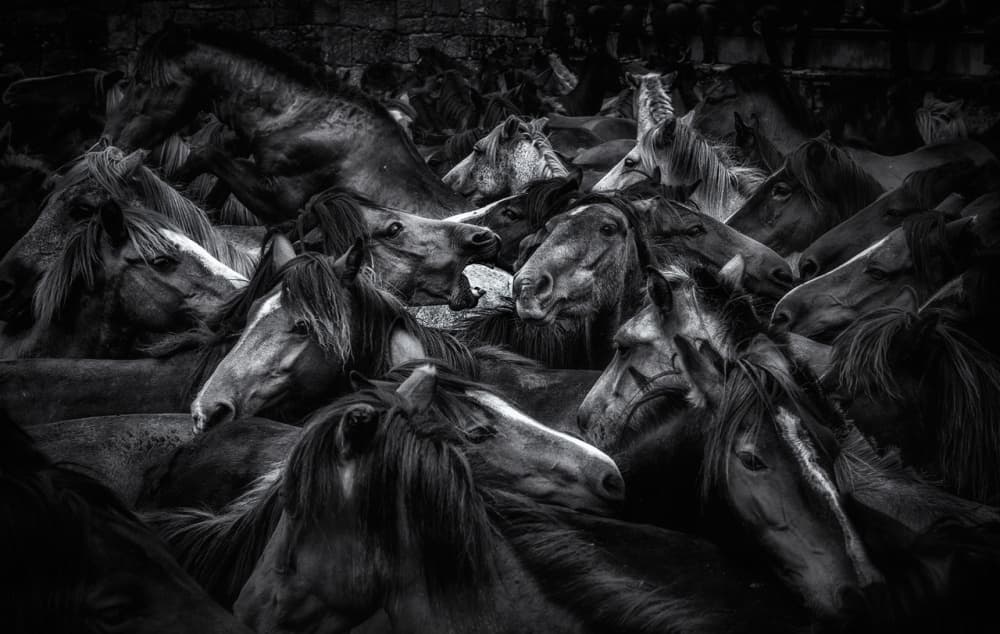 Wild Horse Herd by Alfonso maseda varela — canvas wall art