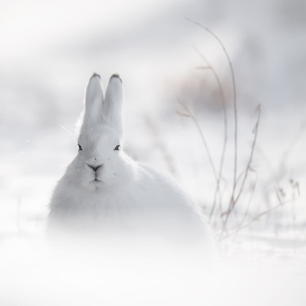 Arctic Hare Winter Portrait by Roberto Marchegiani — canvas wall art