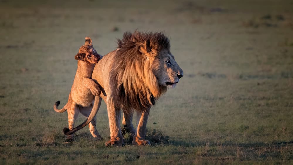 Lion and Cub Play by Jie Fischer — canvas wall art