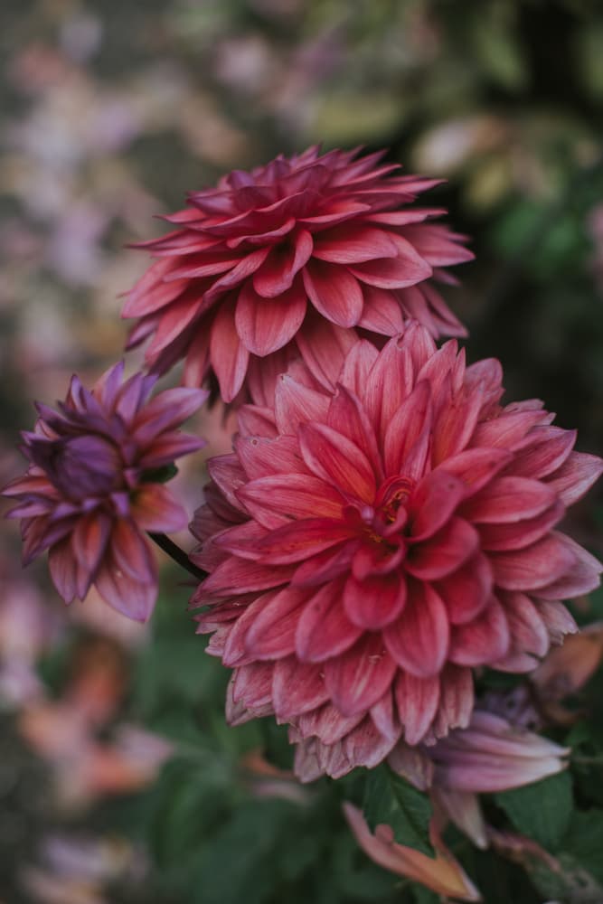 Lush Pink Dahlias by Claudia Casal — canvas wall art