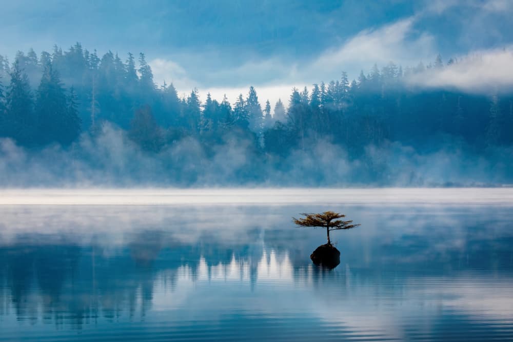 Solitary Tree Misty Lake by Li Ying — canvas wall art
