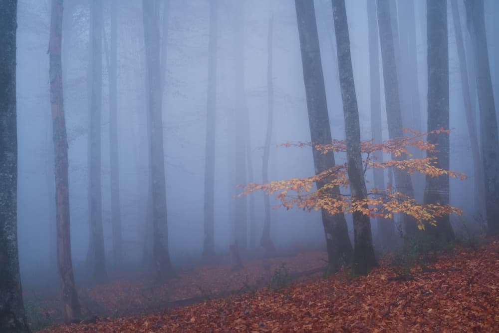 Golden Leaves Foggy Forest by Ali Fallahzadeh — canvas wall art