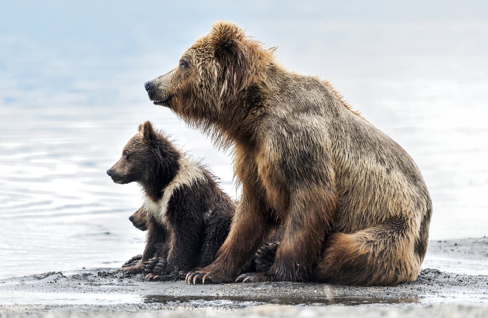 Watchful Bear Family by Giuseppe DAmico — canvas wall art