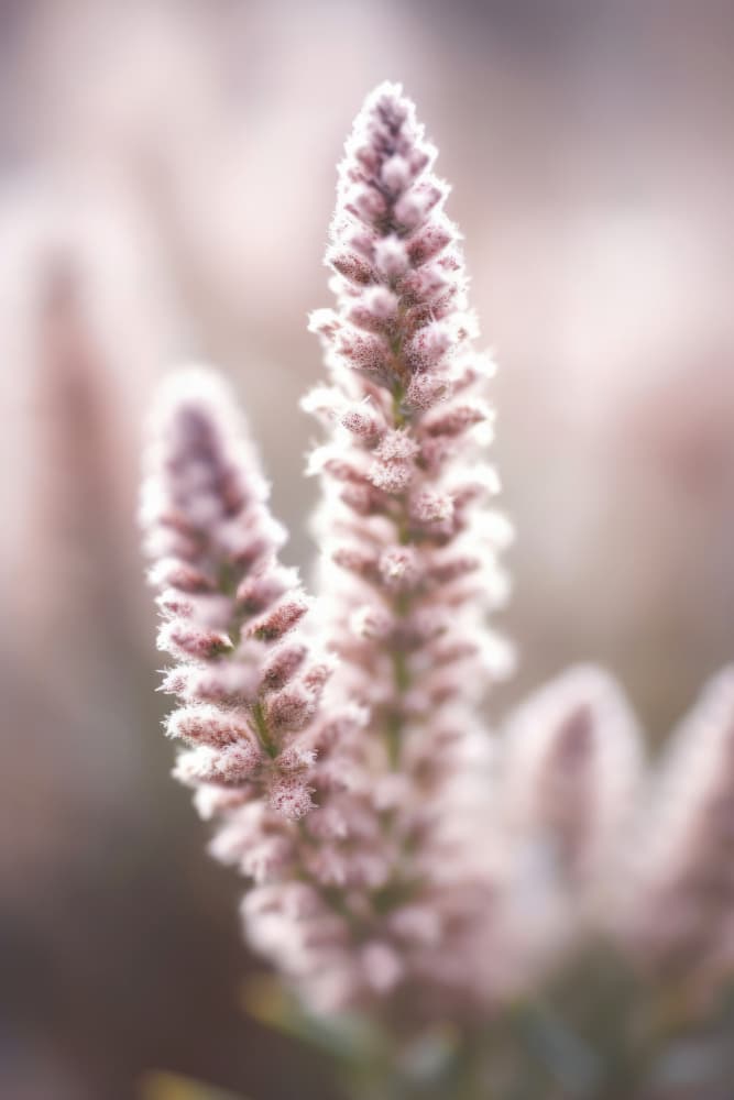 Soft Blossom Hues by Treechild — canvas wall art