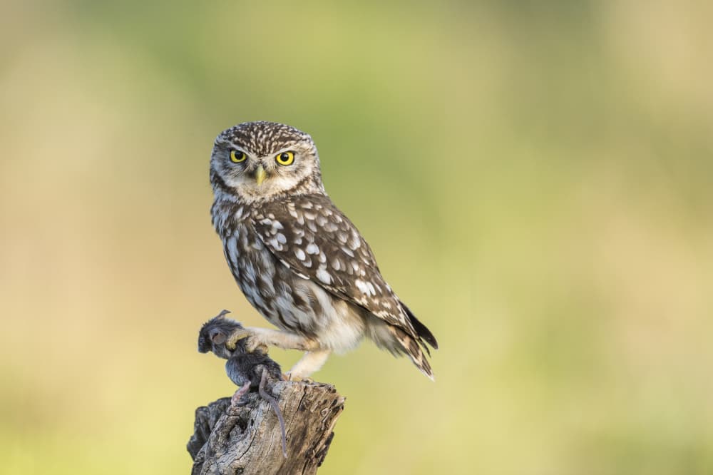 Little Owl Hunter by Rayco — canvas wall art