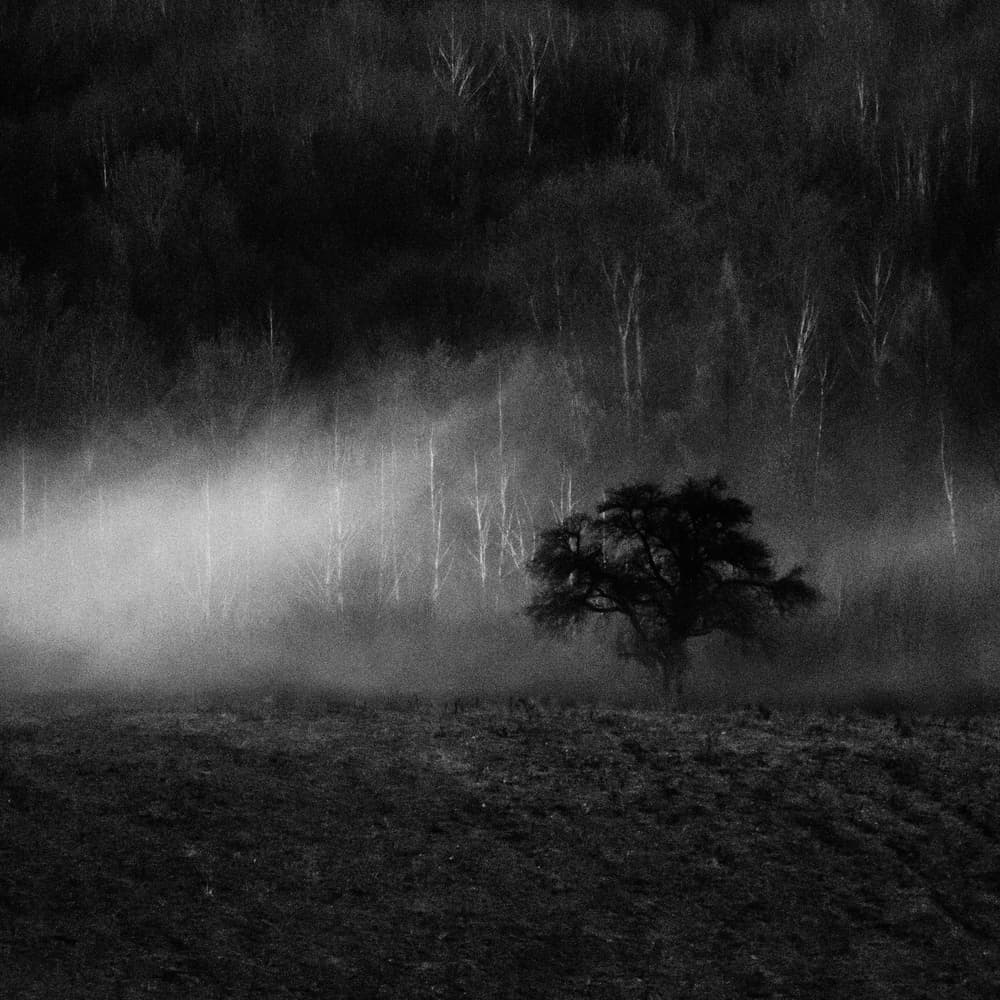 Misty Forest Solitude by Karol Važan — canvas wall art