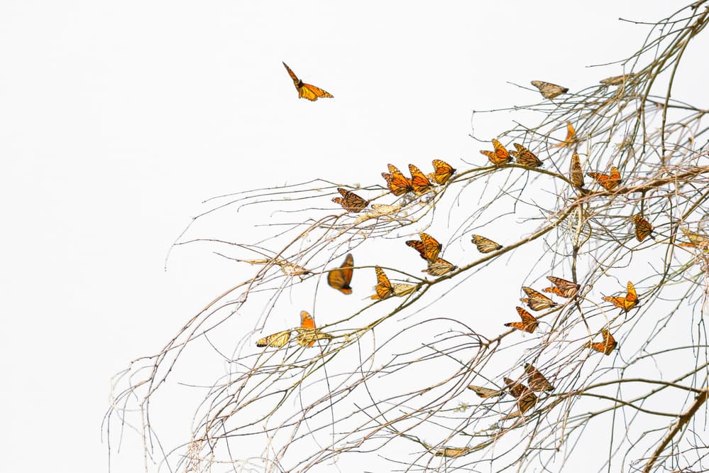 Monarchs On Bare Branches by Dianne Mao — canvas wall art